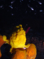   Long Lure Frogfish angling snack. snack  